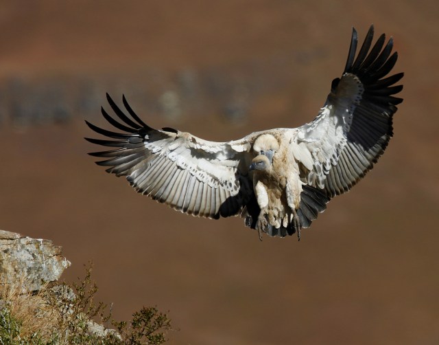 Cape Vulture landing