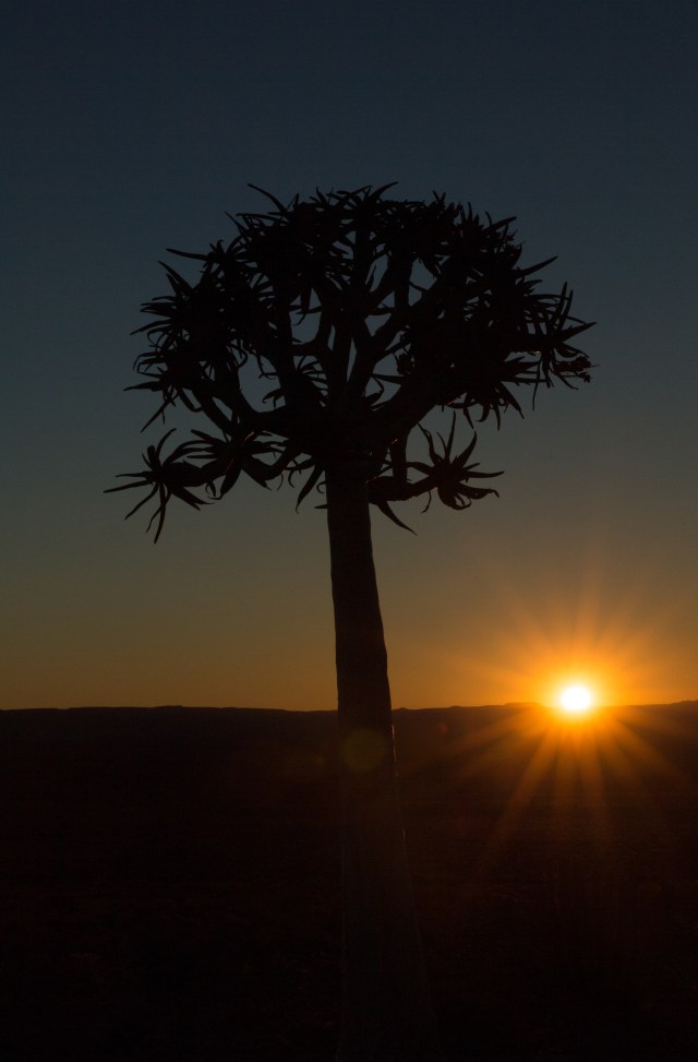 Kokerboom sunset